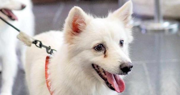 法国斗牛犬的泪痕问题及解决方法（斗牛犬泪痕真相揭秘，让你彻底解决犬儿泪痕困扰）