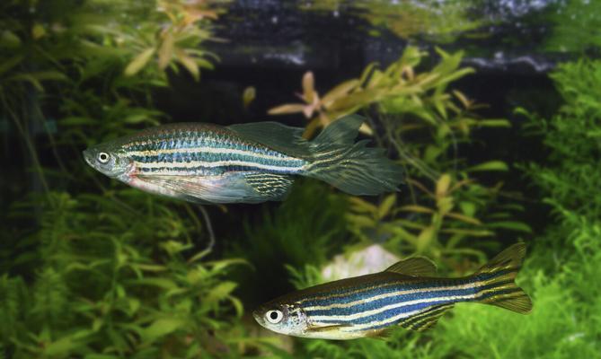 斑马鱼——美丽而独特的水族之王（探索斑马鱼的外貌、特点及生态习性）