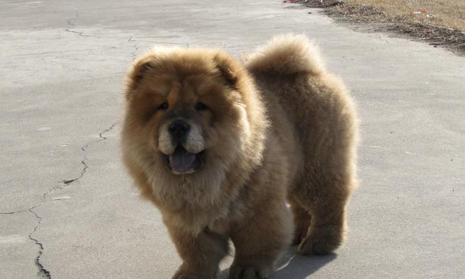纯种松狮犬（揭秘纯种松狮犬的魅力与特征）