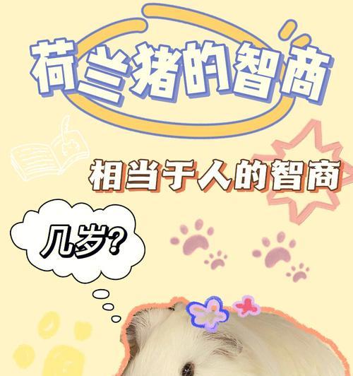 荷兰猪的叫声（了解荷兰猪的叫声，揭示其背后的饥饿信号）
