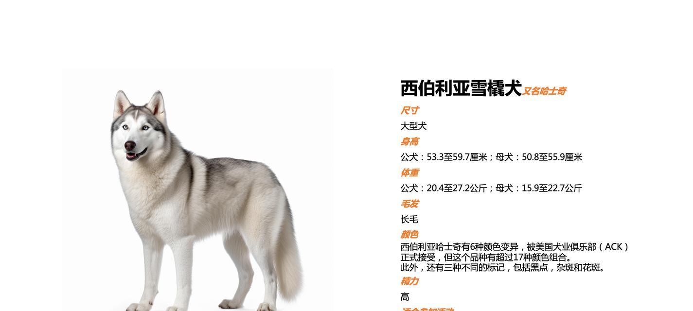 区分哈士奇和阿拉斯加的最直接方式（了解狗狗特征，轻松区分哈士奇和阿拉斯加）