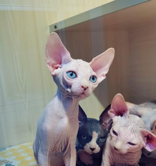 探秘无毛猫的奇妙世界（从斯芬克斯猫到无毛猫，一场真正的）