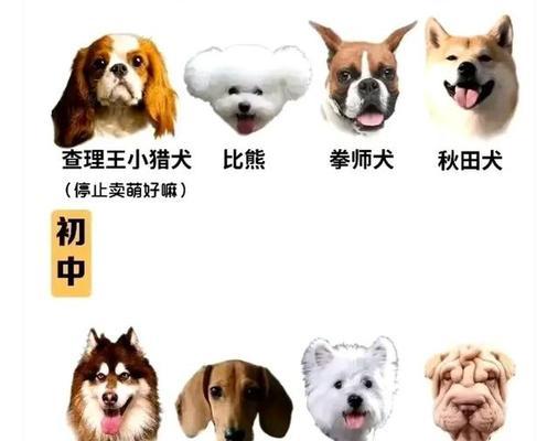 大丹犬（追溯大丹犬的历史与特点，探究其受欢迎的原因）