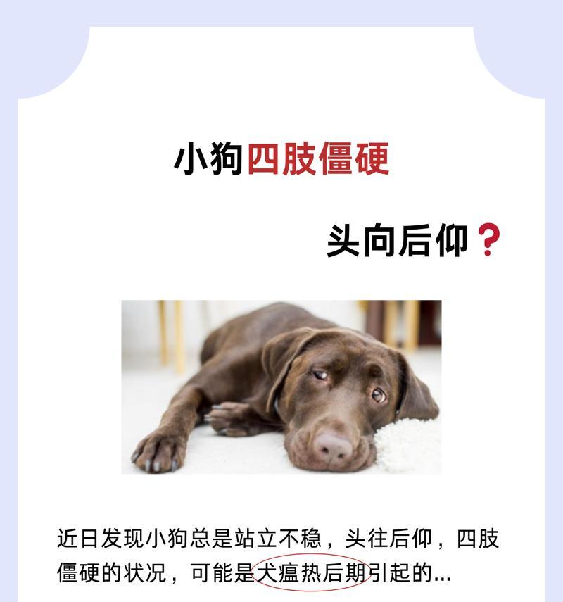 狗瘟后遗症的照顾方法与治疗方案（了解狗瘟后遗症的症状与照顾技巧）