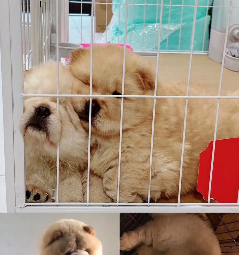 如何挑选优秀的松狮幼犬（了解松狮幼犬的特征，找到理想的伴侣）