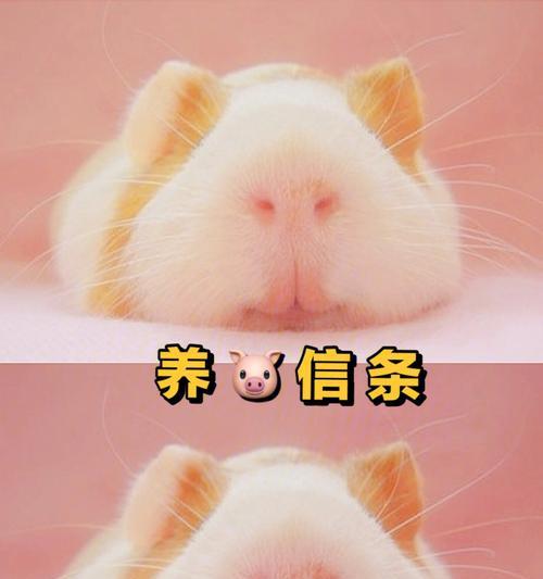 荷兰猪究竟是猪还是鼠？（揭秘荷兰猪的真实身份，为你解开迷雾！）