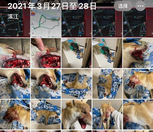 以狗拔牙的危害（了解狗拔牙的风险和后果）