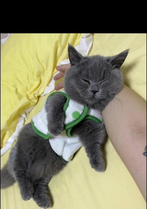 选择适合有婴儿家庭的宠物猫（为什么家庭有婴儿时选择合适的猫非常重要）