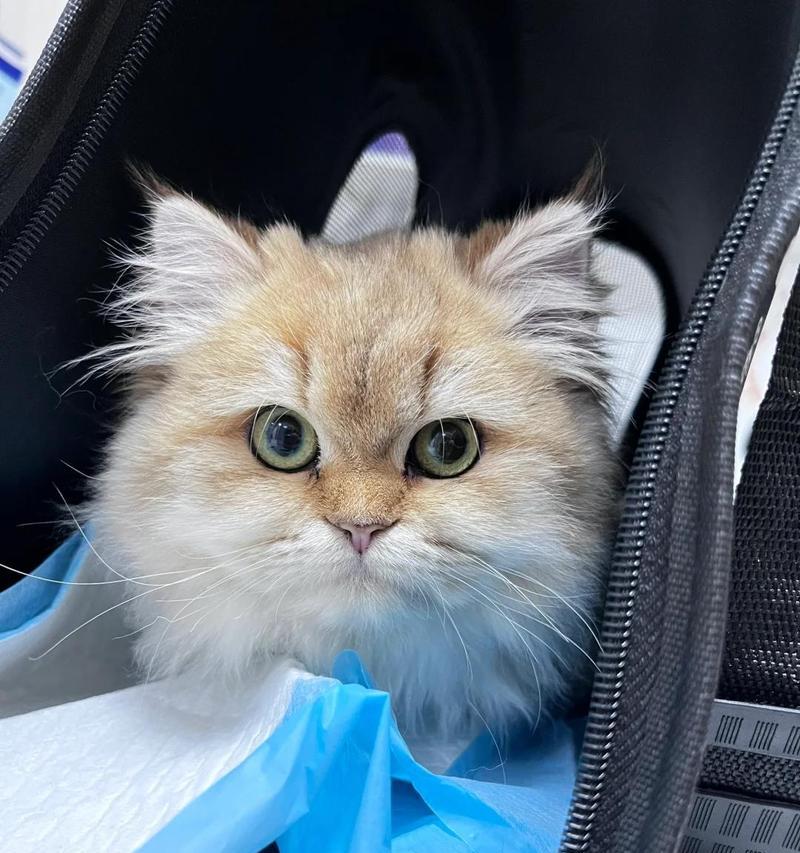 揭秘猫咪频繁呕吐的原因（宠物猫咪呕吐的成因及处理方法）