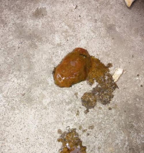 狗狗两天没拉屎的原因及应对方法（了解狗狗便秘的常见原因及解决方案）