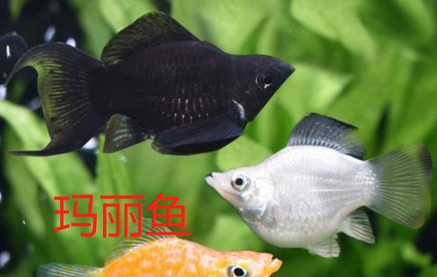 家养鱼品种贵，让你在家里也能养出金玉满堂（探索家庭养鱼的魅力与机遇，打造舒适的水下生态乐园）