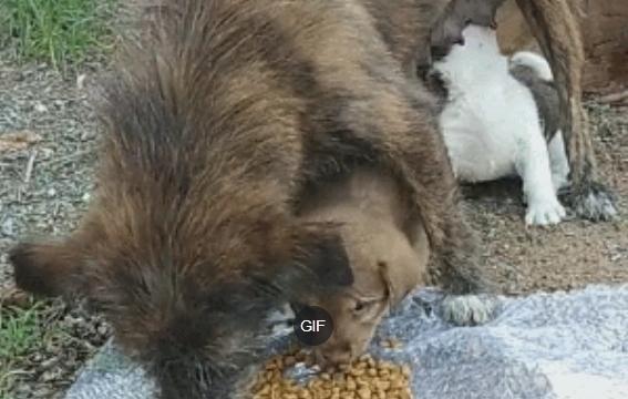 动物为什么会吃掉自己生下的狗崽？（探寻动物吃掉幼崽的原因与行为）