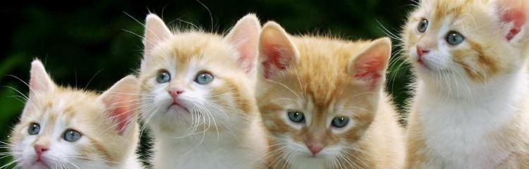 猫为什么喜欢将猫粮埋起来？（探寻猫咪埋猫粮的奥秘）