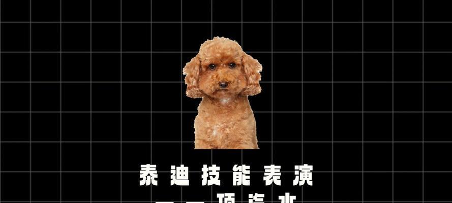 泰迪屁股毛修剪方法解析（选择适合的剪刀，为泰迪宠物舒适的屁股毛造型而努力）