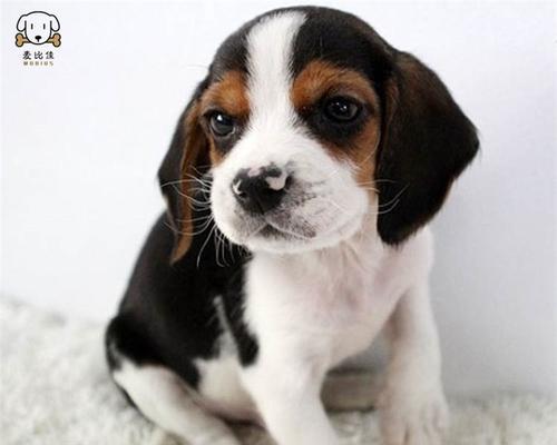 选择适合小型犬养育的宠物（以短毛小型犬养什么好？）
