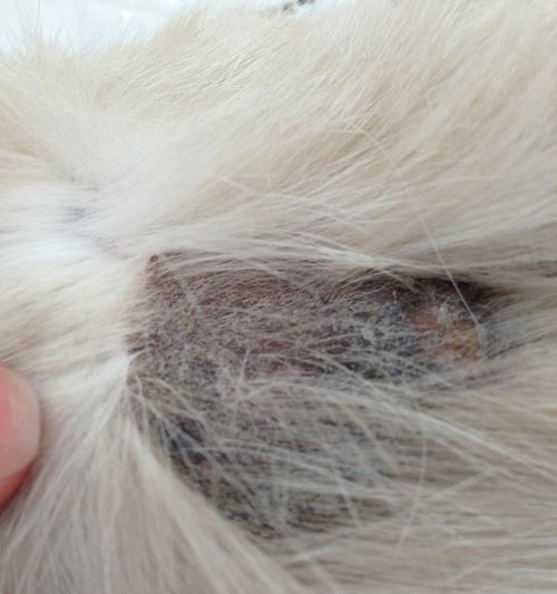 猫咪卡毛的症状及处理方法（猫咪卡毛引发的常见问题与解决方案）