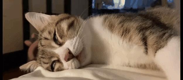 猫为何如此嗜睡？（揭秘猫咪睡眠习惯的原因与益处）