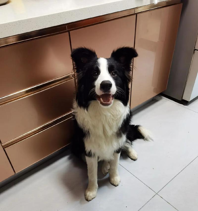 狗生小狗后的饮食安排（如何给母狗提供合适的营养与滋补）