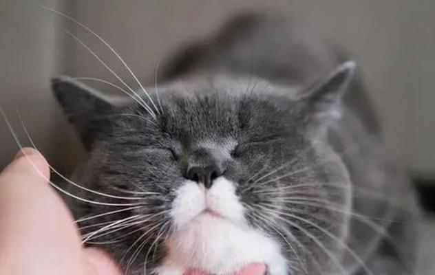 猫咪为什么喜欢摸下巴（揭秘猫咪下巴摸摸的奥秘）