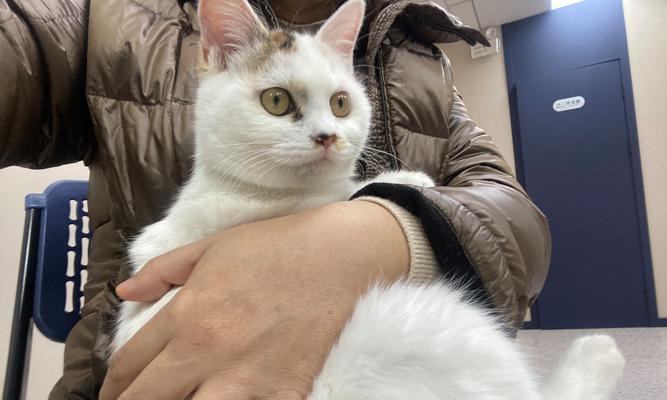 小猫不叫的秘诀（让你的小猫变得安静可爱的方法大公开）