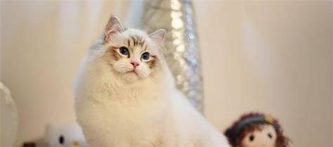 猫的成长与饮食密切相关（探讨猫咪最容易长大的食物）