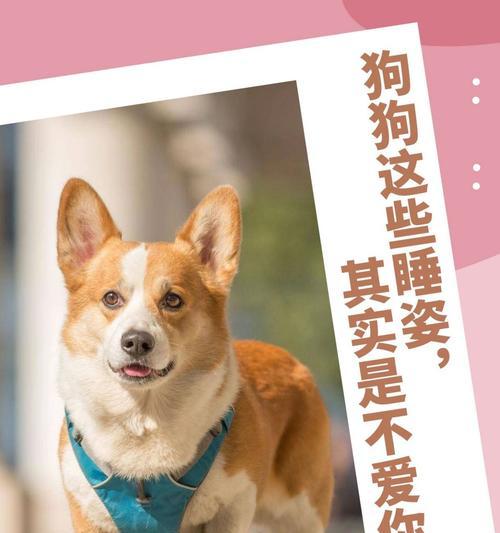 狗狗肚子疼的原因及治疗方法（探讨狗狗肚子疼的常见情况与应对策略）