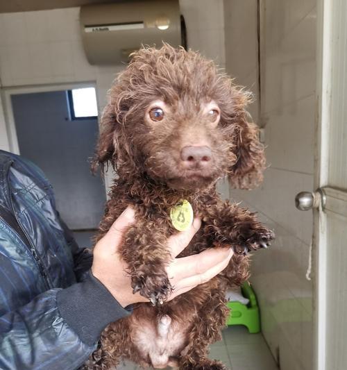 边境牧羊犬的节育时间选择（了解边境牧羊犬节育的最佳时机和方法）