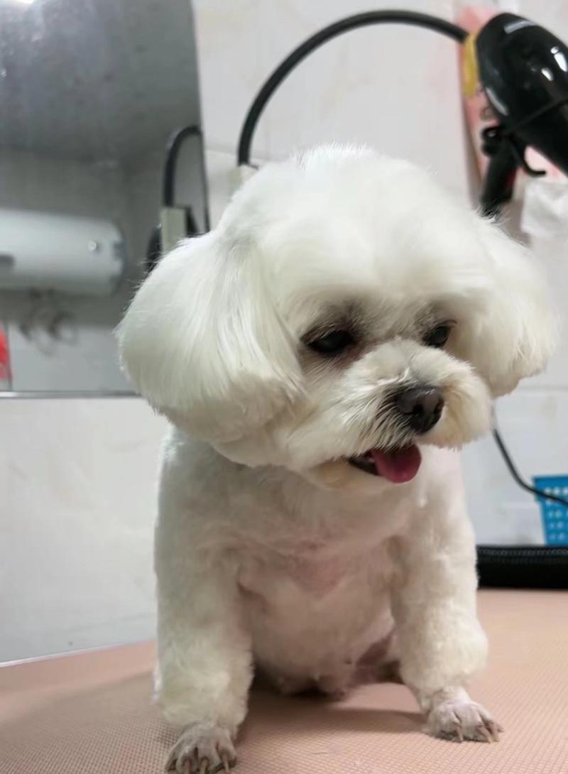 揭秘泰迪泪痕的形成与解决方法（泪痕问题困扰着泰迪爱好者，让我们一起来寻找解决之道）