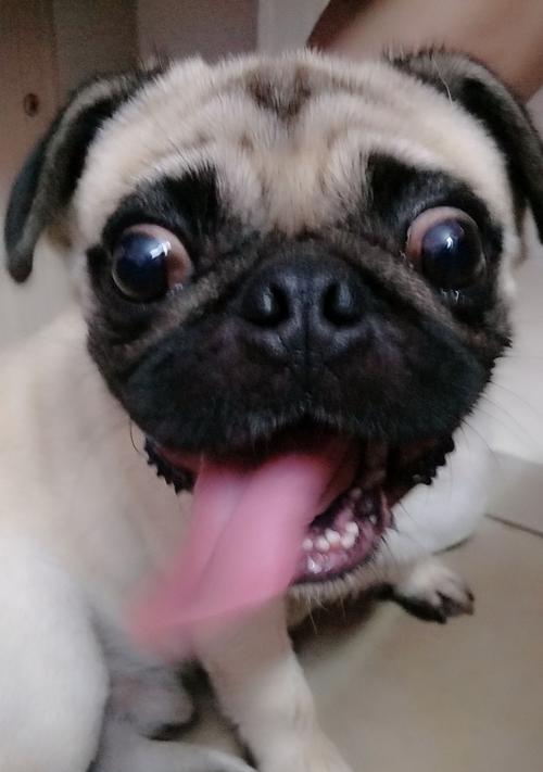 以巴哥犬眼睛发白原因解析（揭秘令巴哥犬眼睛发白的常见问题与解决方法）