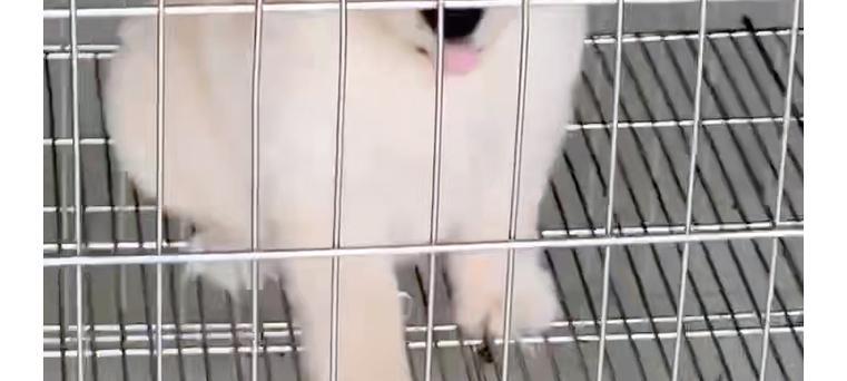 金毛母犬腿短需要怎样的补救措施？（以补救金毛母犬腿短为主题的方法和建议）