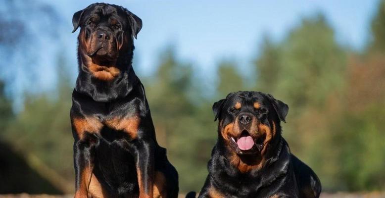 以罗威纳犬的经济实惠饮食指南（为您的罗威纳犬提供健康又省钱的饮食建议）