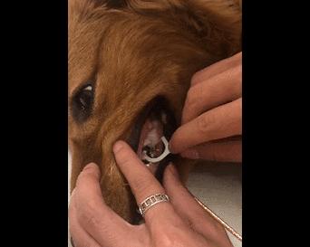 狗狗拔牙前需要注意的症状及预防措施（了解狗狗拔牙前的重要信号，保护它们的口腔健康）