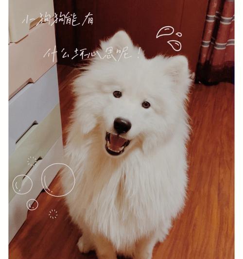 萨摩耶犬的水果饮食指南（小萨摩耶可以吃哪些水果？以及各种水果的益处和注意事项）