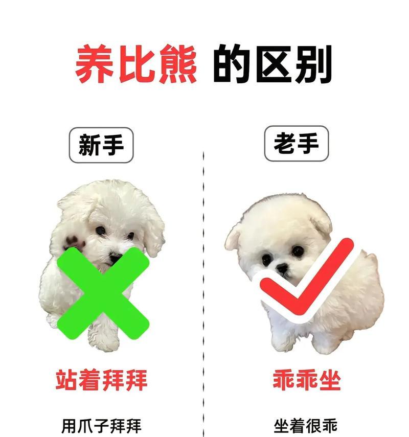 养比熊狗的注意事项（关爱宠物，做个负责任的主人）