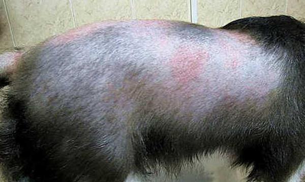 人犬病症状详解——如何识别并应对？（人犬病的危害及症状分析，了解预防措施关键）