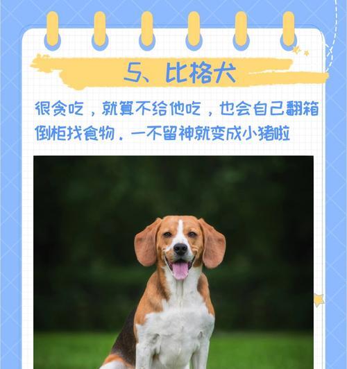 如何科学喂养拉布拉多犬，让其健康增重（掌握正确的饮食搭配，让你的拉布拉多犬长胖有道）