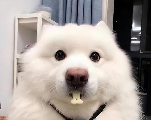 以萨摩耶吃什么毛好？（萨摩耶美毛秘籍、）