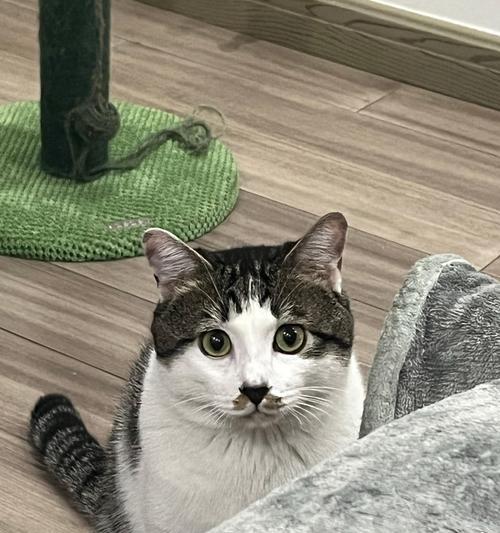 大家的猫都叫什么名字？（探索猫咪名字的奇妙世界）
