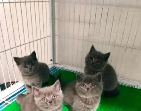 以英短蓝猫喂什么鱼？（选择适合英短蓝猫的鱼种，关键在于鱼的脂肪含量）
