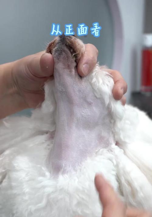 探寻贵宾的最佳脸型之谜（追寻完美轮廓，贵宾世界的美丽密码揭秘）