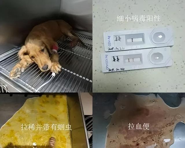 揭秘犬细小症状，了解宠物健康的关键（探索犬细小症状带来的危害和预防方法）