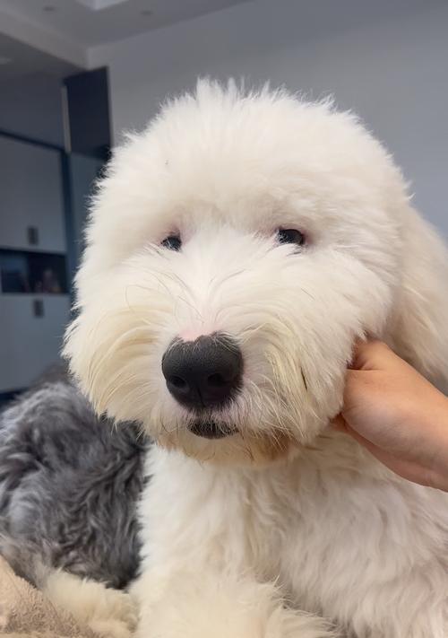 成年古牧犬的合理饮食（科学饮食保障古牧犬健康）