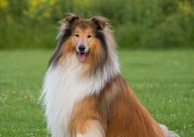 苏牧犬小狗的迷人色彩（探索苏牧犬小狗的丰富多彩外观）