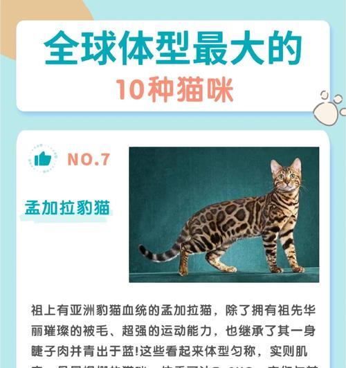 公猫绝育的重要性（保护宠物猫健康，控制繁殖问题）