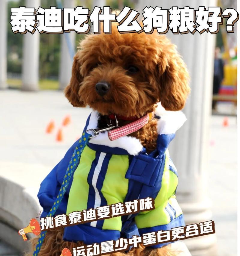 哺乳期泰迪如何补钙（补钙食物推荐及注意事项）