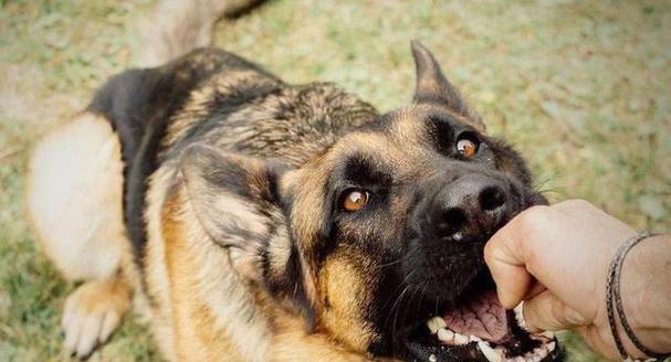 狂犬病的症状及预防方法（了解狂犬病的症状，保护您和您的宠物健康）