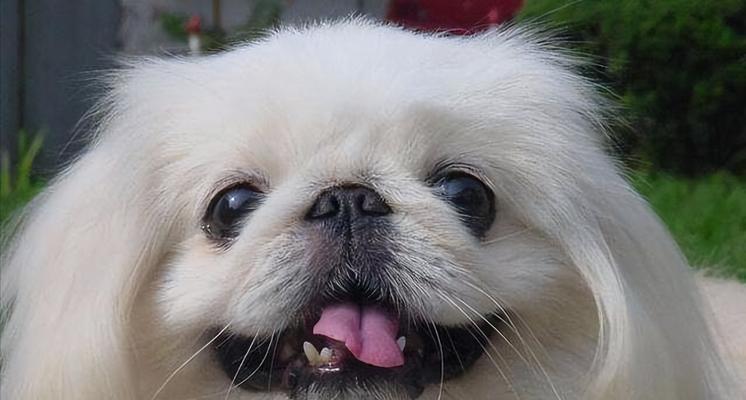 北京犬（一瞥中华狗的独特魅力）