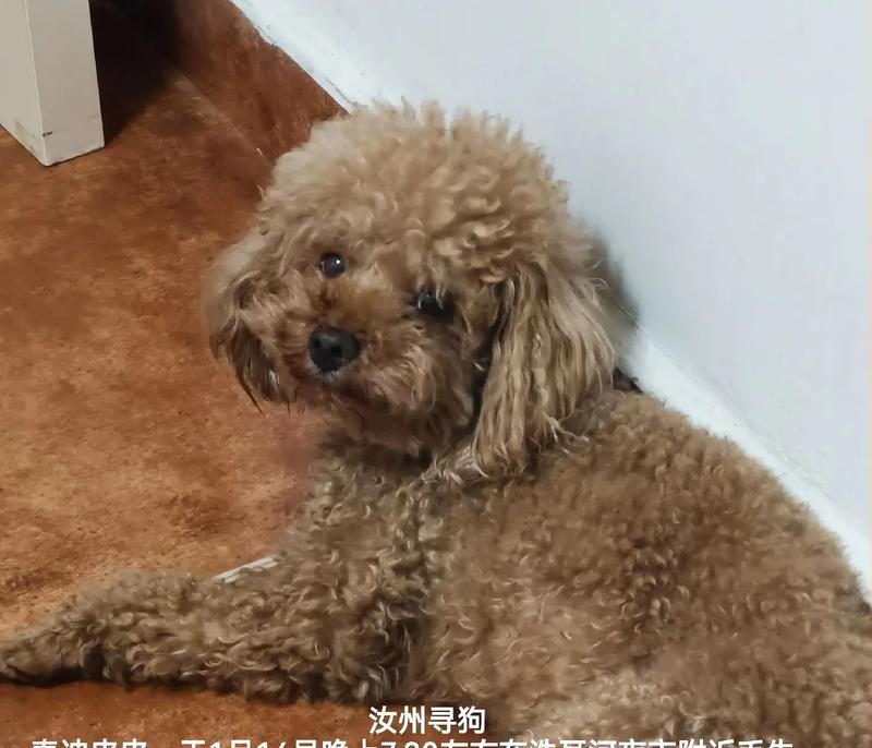 泰迪为什么会有臭味？（探寻泰迪臭味的来源及解决方法）
