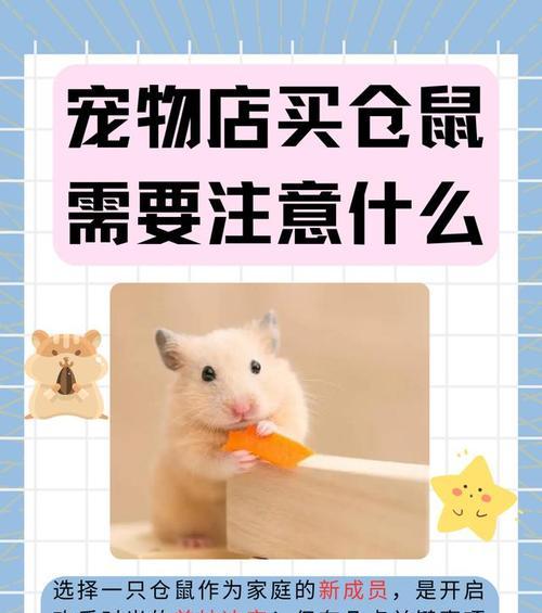 如何选择适合的仓鼠宠物（购买仓鼠之前你需要了解的关键信息）