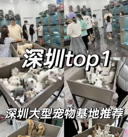 如何选择适合自己的宠物猫（综合考虑家庭条件和个人喜好，找到适合的宠物猫）